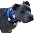 Cesar Millan Pack Leader Collar™ - Training Collar of The Dog Whisperer (Small, Grey) (Grey, M)