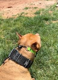 Replacement Strap for Dogtra Collars - 3/4" Wide Ultra-Durable Dog E-Collar Replacement for Training, Bark, Shock, Electric, and GPS Collars - 28" Adjustable Length Solid Blue