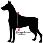Velpro Mesh Pet Shoulder Harness Collar (Mint, 12')
