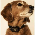 Replacement Strap for SportDOG Collars - 3/4" Wide Ultra-Durable Dog E-Collar Replacement for Training, Bark, Shock, Electric, and GPS Collars - 28" Adjustable Length SportDOG (Reflective Orange-FBA)
