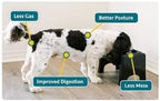 Fluff Trough Elevated Dog Bowl for Food Minimize Neck Strain | 5inch Tall Cat & Dog Feeding Stand | Vet Approved Non-Toxic Silicone Feeder Bowl | Raised Bowl for Medium & Small Dog/Pet with Flat Face