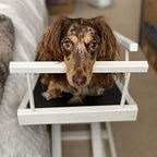 DoggoRamps Dog Ramp for Beds - Solid Hardwood with 5 Finish Options - Adjustable up to 37" High Beds with Low Incline, Safety Rails & Anti-Slip Grip, For Small Dogs up to 50lbs - Made in North America