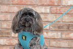 EcoBark Step in Dog Harness - Eco-Friendly Dog Harnesses for for Small & Medium Breed Dogs - Reflective and Adjustable Chest Body Halter Vest -Soft Luxurious Mesh (Baby Blue, XL)