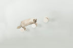 Trixie Wall Mount XXL Cat Climbing Steps, Cat Furniture, Scratching Post, 3pcs, Brown