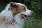 Beau's Bells 2 Extra Loud Cat & Dog Bells | Pet Tracker | Save Birds & Wildlife | Luxury Handmade Copper (Medium)
