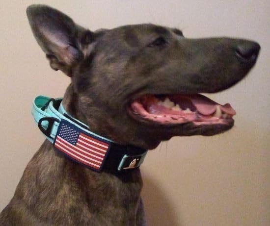 2-Inch Wide Tactical Dog Collar with Control Handle, Adjustable for Medium & Large Dogs, Military Style with Heavy-Duty Metal Buckle, USA Flag Patch & Customizable Name Plate, Training & Everyday Use