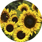 Screen Door Magnets Double Sided – Keep People, Kids, and Dogs from Running into a Screen Door. Saver - Robbins Aria Beautiful Sunflowers