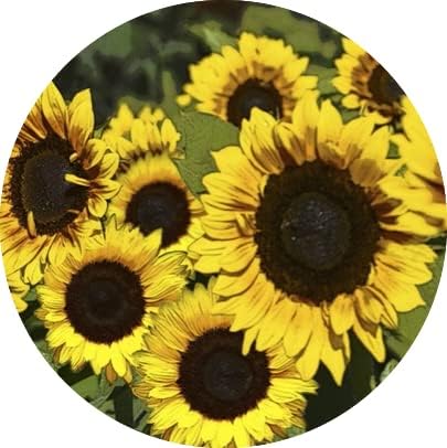Screen Door Magnets Double Sided – Keep People, Kids, and Dogs from Running into a Screen Door. Saver - Robbins Aria Beautiful Sunflowers