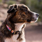 Wolfgang Heavy Duty, Adjustable Dog Collar with Quick Release Nylon Buckle for Walking & Training, PackLeader Print, Medium