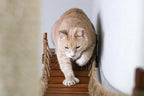 CatastrophiCreations Cat Bridge Wall-Mounted Play and Lounge Toy Cat Tree Tower Alternative for Pets