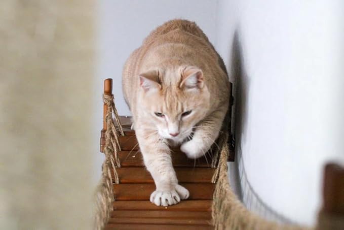 Catastrophic Creations Cat Bridge 50" Wall-Mounted Cat Play and Lounge Bridge - Ideal Climbing Toy and Cat Tree Alternative for Pets