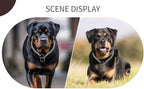 Silver Choke Collar for Large Dogs Metal Dog Chain Choker Collar Heavy Duty Training Slip P Chian Martingale Dog Collars for XXS XS Small Medium Large Breed Pets Boys Girls, L