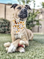 Elegant little tail Dog Bandanas - 1Pack Sunflower Print Washable Scarf Female Square Dog Bib Kerchief Scarf Adjustable Pet Bandana for Small Medium Dogs