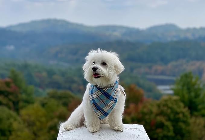 Lionet Paws Dog Bandana for Small Medium Large Dogs, Cat Kerchief Blue Plaid, Triangle Bibs Scarf for Girl or Boy