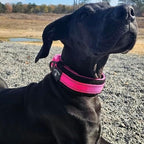 2-Inch Wide Tactical Dog Collar with Control Handle, Adjustable for Medium & Large Dogs, Military Style with Heavy-Duty Metal Buckle, USA Flag Patch & Customizable Name Plate, Training & Everyday Use
