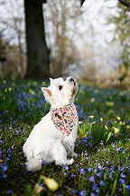 Elegant Little Tail Dog Bandanas - Coral Floral Washable Dog Scarves Female Adjustable Pet Bandanas for Medium Large Dogs