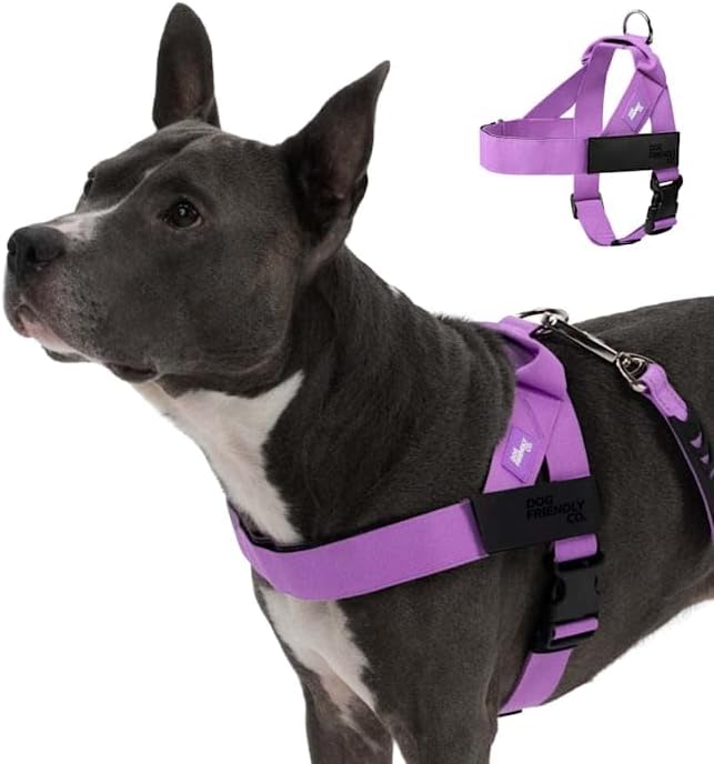DF Co. Dog Harness | Chafe Resistant Webbing, Adjustable Neck & Chest, and Heavy Duty D-Ring | Sturdy, Comfortable, Easy to Use | Purple, Size XL