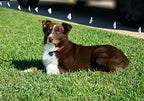 Extreme Dog Fence Dog Collar Replacement Strap - Purple - Compatible with Nearly All Brands and Models of Underground Dog Fences