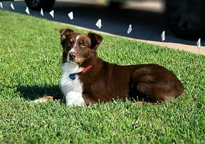 Heavy Duty Nylon Replacement Dog Collar Strap - Compatible with Nearly All Brands and Models of Underground Electric Dog Fences and Training Receivers - Blue