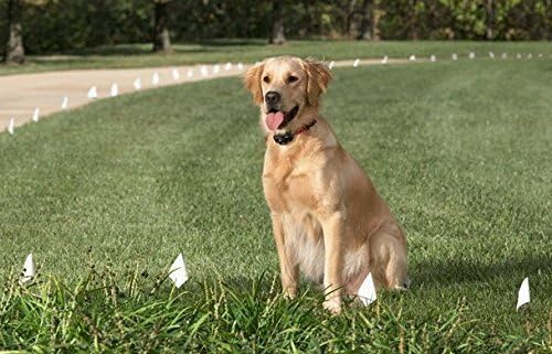 Sparky Pet Co - Surefit ECollar Replacement Strap - Bungee Dog Collar-Waterproof -Adjustable- Secure Nexus Wheel Lock-for Electronic Training & Invisible Fence Systems -3/4" Reflective Green