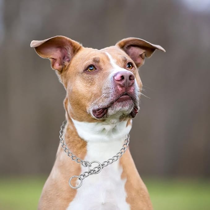 Dog Choker Collar,Chain Dog Collar Stainless Steel Training Slip P Link Collars Martingale Puppy Choke Chains for XXS XS Small Medium Large Breed Dog, Silver M