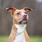 Dog Choker Collar,Chain Dog Collar Stainless Steel Training Slip P Link Collars Martingale Puppy Choke Chains for XXS XS Small Medium Large Breed Dog, Silver M