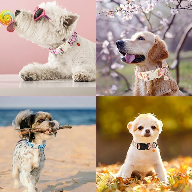 ARING PET Dinosaur Dog Collar-Cute Dog Collar for Small Dogs, Adjustable Dinosaur Print Pet Collars Puppy Collar for Small Medium Large Dogs