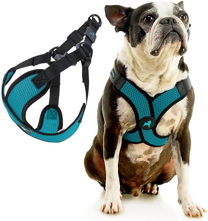 Gooby Comfort X Step in Lite Dog Harness - Choke Free, Escape Free with Light Breathable Mesh - Step in Dog Harness for Small Dogs Only - Quick Release Buckle, Metal D-Rings - Turquoise, Large