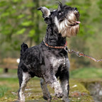 TSPRO Stainless Steel Heavy Duty Metal Dog Collar, Adjustable and Durable Pet Collar for Small Dogs, Ideal for Walking and Training (Orange, 3MM*13-15 inches)