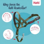Halti Headcollar - Stop Your Dog Pulling on The Leash. Adjustable, Reflective and Lightweight, with Padded Nose Band. Dog Training Anti-Pull Collar for Medium Dogs (Size 2, Forest Green)