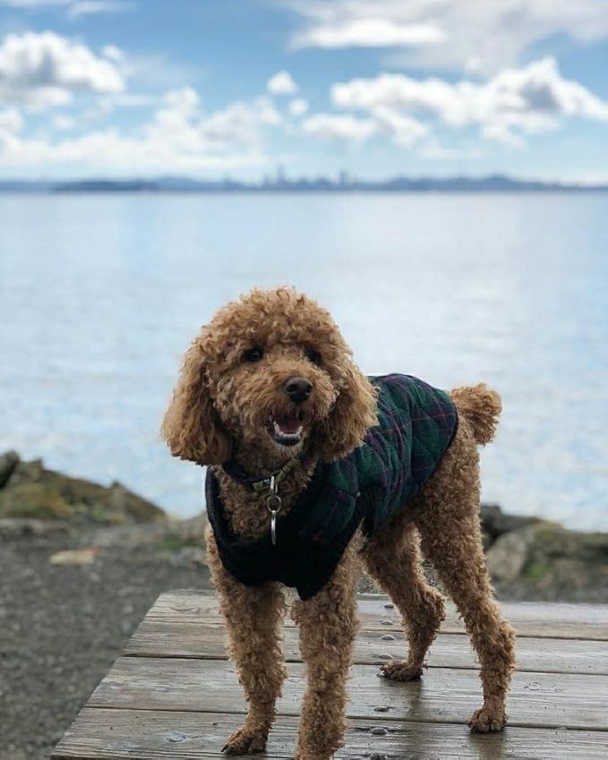 Gooby Fashion Vest Check Dog Jacket - Green Check, X-Large - Warm Zip Up Bomber Vest Dual D Ring Leash - Winter Water Resistant Small Dog Sweater