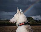 OneTigris Tough Dog Collars, Tactical Dog Collar with Handle, Milltary Adjustable Dog Collar with Heavy Duty Metal Buckle for Training (Black, S)