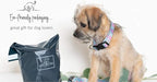 Lucky Love Dog - Adjustable Dog Collar with Easy Click Buckle for Medium, Durable, & Comfortable for Male & Female Dogs, Pet Collar for Puppies & Adult Dogs - Clara, Medium