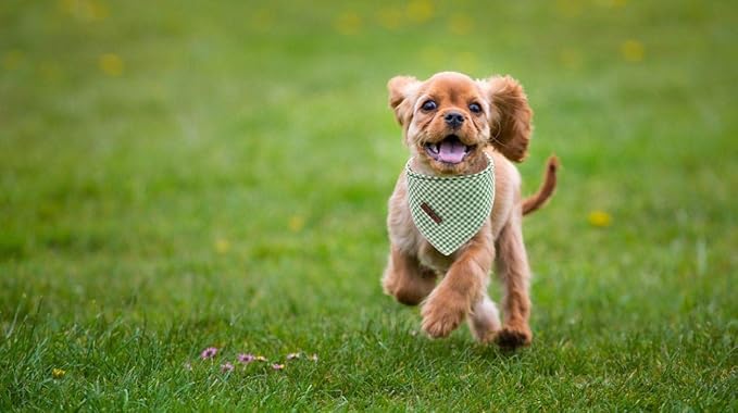 Lionet Paws Dog Bandana for Small Medium Large Dogs, Cat Dogs Kerchief Triangle Bibs Scarf for Girl or Boy