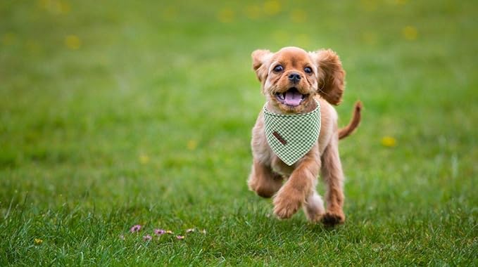Lionet Paws Dog Bandana for Small Medium Large Dogs, Cat Dogs Kerchief Triangle Bibs Scarf for Girl or Boy