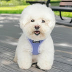 Best Pet Supplies Voyager Step-in Air Harness - All Weather Mesh, Reflective, No Pull Harness for Dogs, Cats - Secure with Hook & Loop Fastener, Buckle, Double D-Rings - Lavender, S