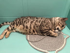 LOS ANDES 15.7'' Cat Scratcher Mat, Natural Cotton Rope Round Pad for Cats, Indoor Scratching Pads with Chew Rope and Ball, Cat Furniture Protector for Wall, Couch, Carpets, Sofa