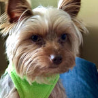 Gooby - Stretch Fleece Vest, Pullover Fleece Vest Jacket Sweater for Dogs, Grass Green, X-Small
