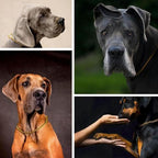 Dog Choke Collar Slip P Chain,Heavy Chain Dog Metal Training Choke Collars, Martingale Puppy Collars for XS Small Medium Large Big XL Breed Dogs (Gold, S(Neck Max 16inch) D2.5mm)