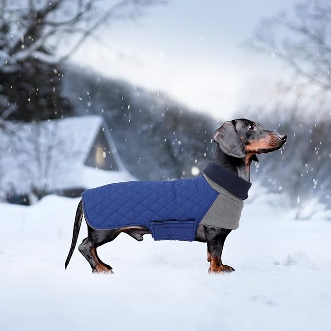 Geyecete Dachshund Coat,Dachshund Winter Coat,Warm Waterproof Windproof, High Neckine String Holes Miniature Dachshund Jacket for Small Dog-Bule-XS