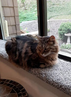 Purrched Cat Window Perch (24 Inch)