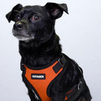Voyager Step-in Pet Harness - All Weather Mesh, Adjustable Step in Harness for Cats and Dogs by Best Pet Supplies - Orange/Black Trim, XS