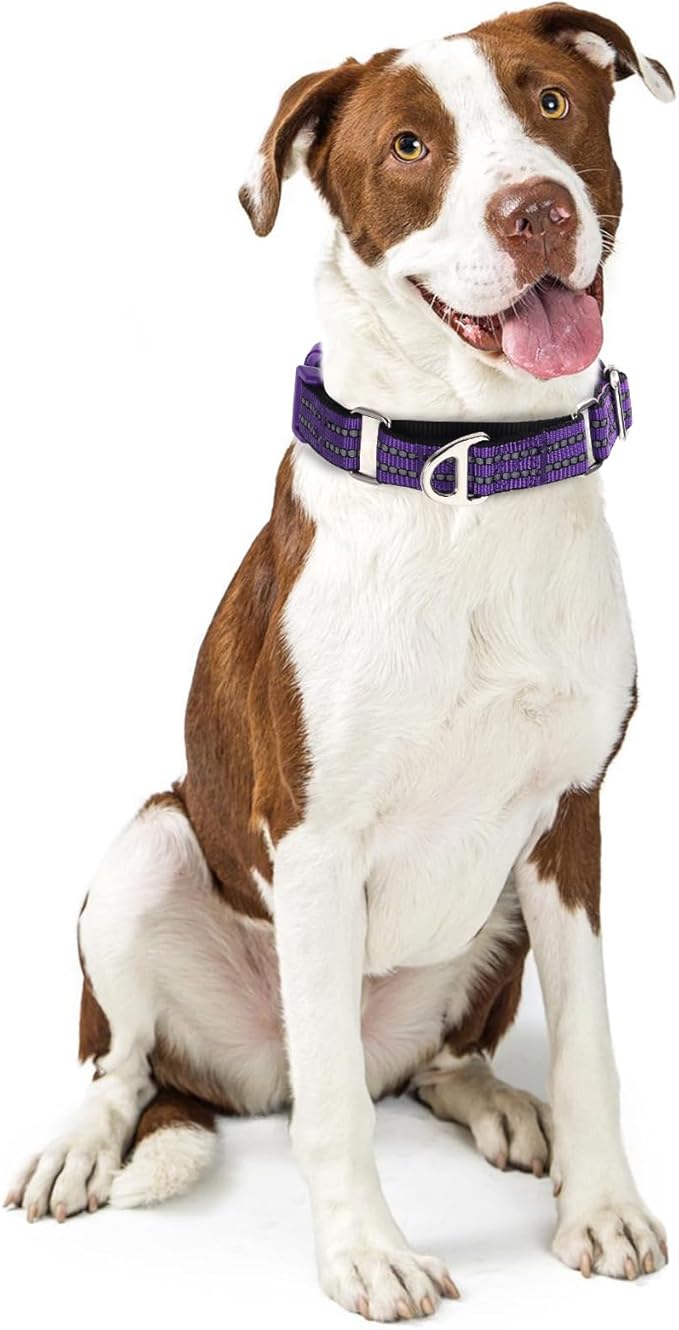 Martingale Collar for Dogs - Reflective Nylon with Padded Comfort & Quick Release Buckle - No Slip Choke Heavy Duty Collar for Safe Training, Walking & Nighttime Use Purple L