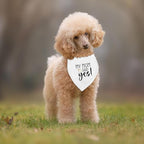 Dog Wedding Engagement Bandana Apparel & Accessories Pet Bandana Scarf Photo Prop My MOM Said yes! Wedding Outfit Funny Engagement Party Decorations Gifts