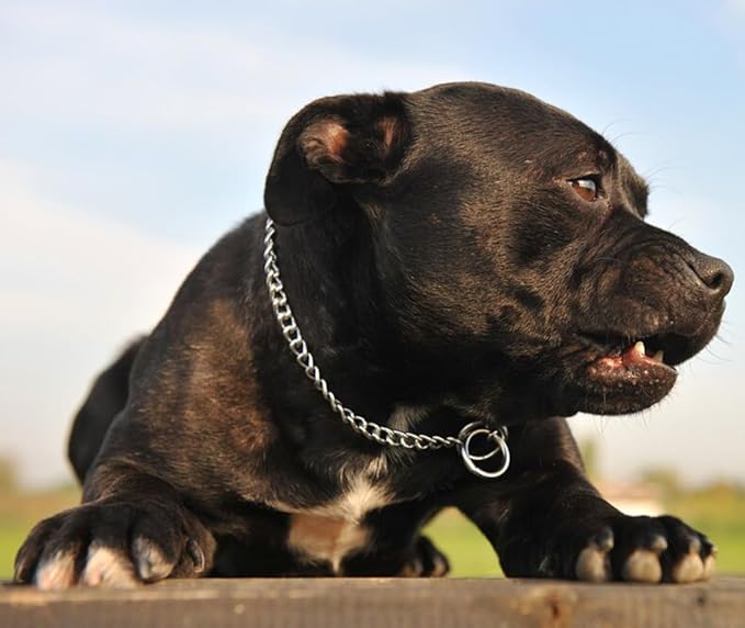 Dog Chain Collars, Stainless Steel Slip Chain Collars for Small Dogs Heavy Duty Training Martingale Collar for Small Medium Large Breed Dogs Boys Girls, Silver XS