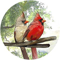 Screen Door Magnets Double Sided – Keep People, Kids, and Dogs from Running into The Screen Door - Robbins Aria Cardinal