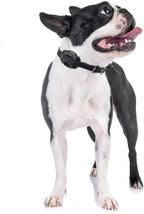 Educator CPAD-005 Dog Training Collar Receiver Comfort Pad, Improves Contact, Reduces Irritation and Skin Sensitivities, for Barkless Pro, Short Hair