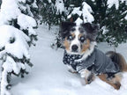 Gooby Stretch Fleece Vest Dog Sweater - Gray, 2X-Large - Warm Pullover Super Stretchy Fleece Dog Jacket for Small to Large Dogs