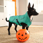 EMUST Winter Dog Jacket, Windproof Dog Apparel for Cold Weather, Reflective Coats for Dogs, Warm Puppy Jacket for Cold Winter, Turquoise, S