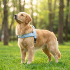 Didog No Pull Dog Harness with Soft Padded, Easy Walk Dog Harness with Quick Release Buckle, Adjustable & Reflective Pet Harness with Soft Padded for Medium Large Dogs (L:Chest 26-33", Blue)